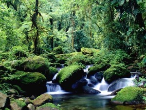  New road to Monteverde to be ready in 2014. vacation tourist road Puntarenas project Monteverde forest costa rica conavi birds 